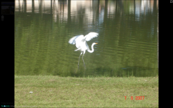 Captura de tela 2011-02-06 